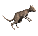 kangaroo-jumping-animated