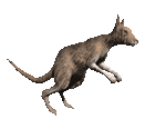 kangaroo-jumping-animated