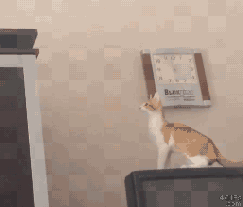 kucing
