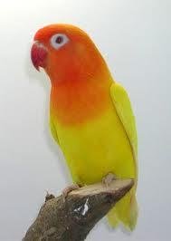 1281782630_113869803_2-Burung-Love-Bird-Bandung-1281782630