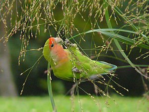 300px-Agapornis_roseicollis_-eating_grass_seeds-8