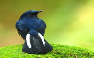 Burung