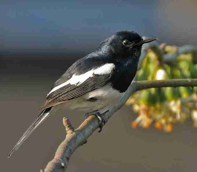 Kacer-copsychus-saularis