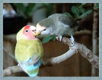 Lovebird2