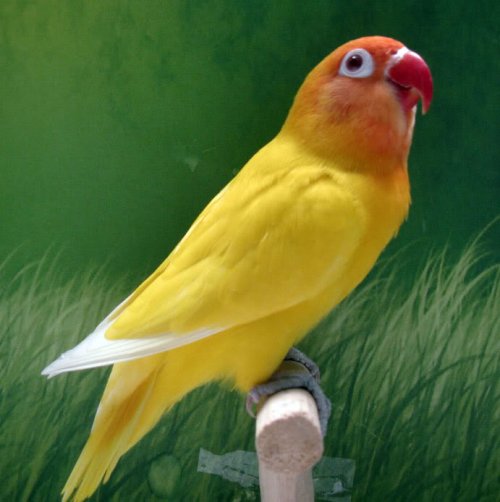 birds69
