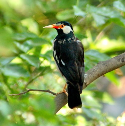 burung-jalak-suren1