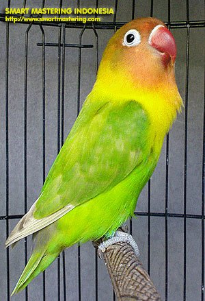 burung-love-bird
