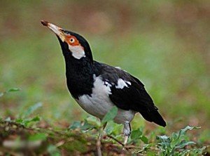 gambar-burung-jalak-suren