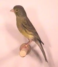 irish-fancy-canary-1