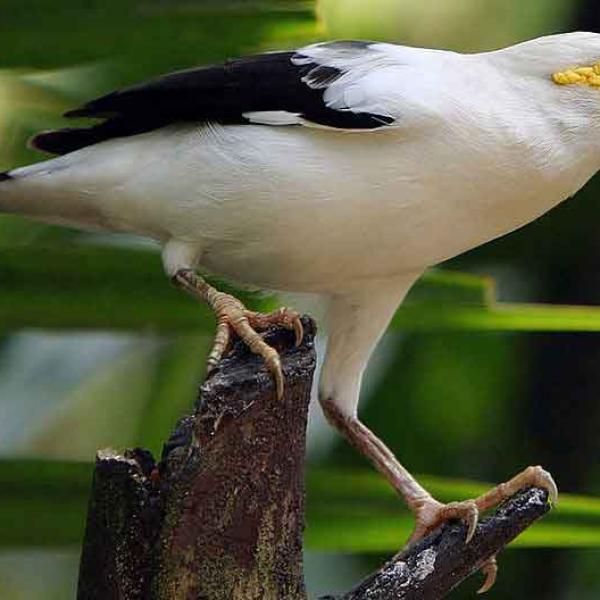 Burung