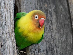 kandang-lovebird