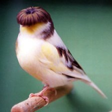 kenari-gloster