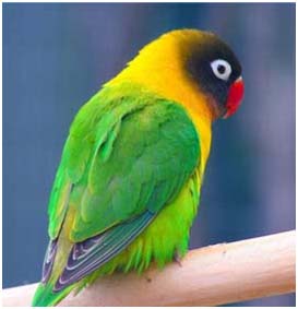lovebird8