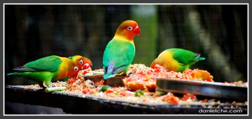 lovebird