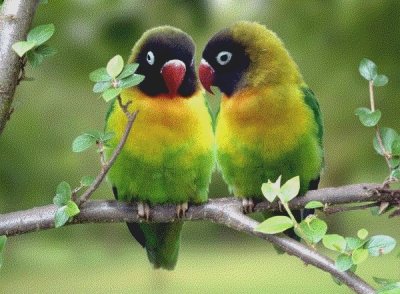 lovebirds