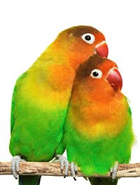 merawat-lovebird