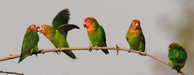 Flock of Lilians Lovebirds on shrub