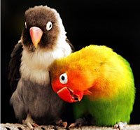 pasangan-lovebird