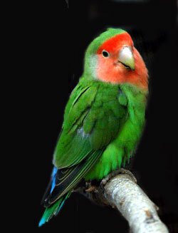 peach-faced-lovebird-2