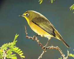 pleci
