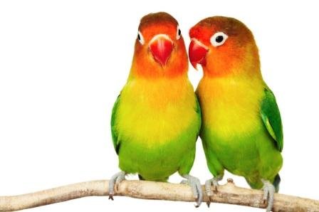 ternak-love-bird