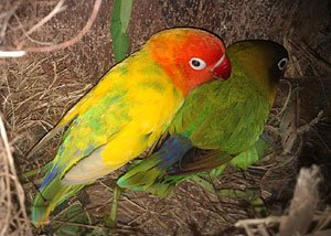 ternak-lovebird