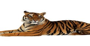 Hewan - Animal -Rantai Makanan