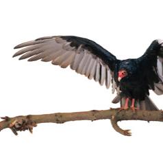 Hewan - Animal -Rantai Makanan