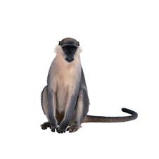 Hewan - Animal -Rantai Makanan