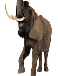 Hewan - Animal -Rantai Makanan