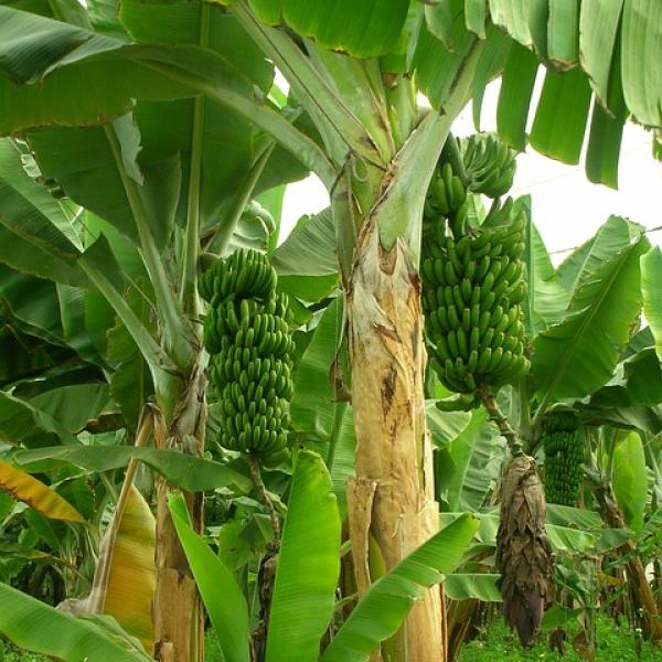 Makanan-Minuman Sehat dan Tidak Sehat