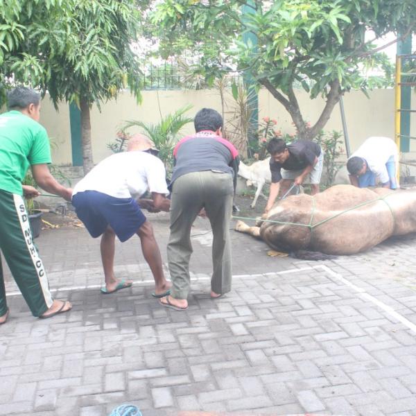 Pemotongan Hewan Qurban 2016