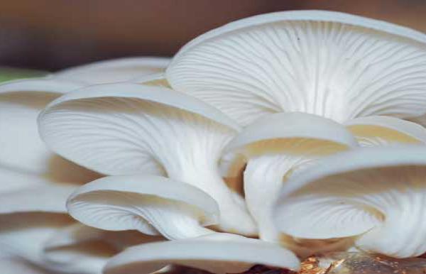 Sumber Daya Alam Indonesia