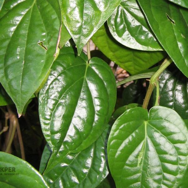 Sumber Daya Alam Indonesia