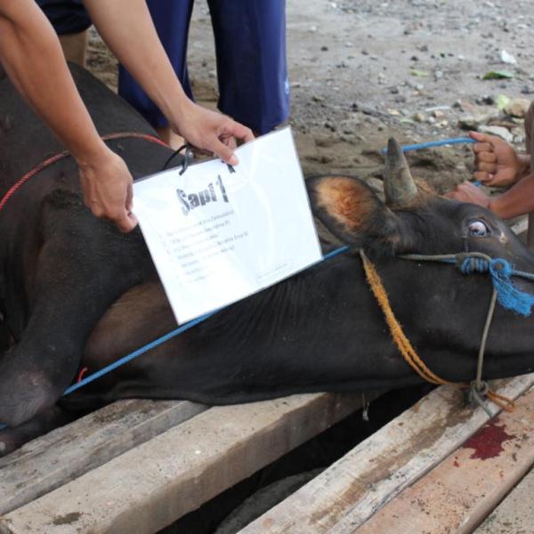 kegiatan-idul-qurban