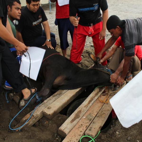 kegiatan-idul-qurban