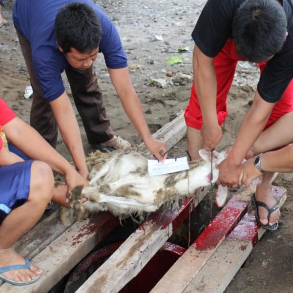 kegiatan-idul-qurban