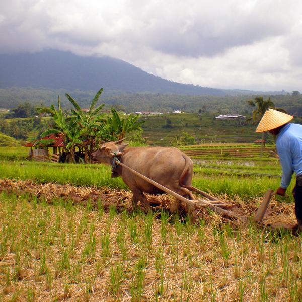 pekerjaan dan cita-cita