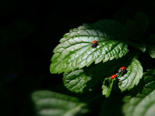 LADYBUGS