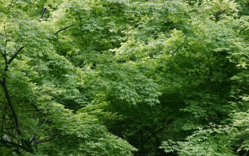 Leaves