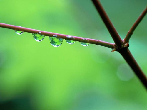 PLUS__NATURE